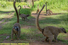 brown lemurs